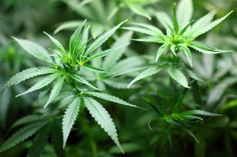 P15.2-million marijuana seized in Kalinga