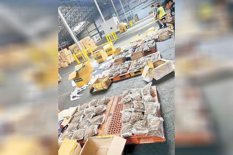 BOC umiskor, P101 milyong marijuana nakumpiska