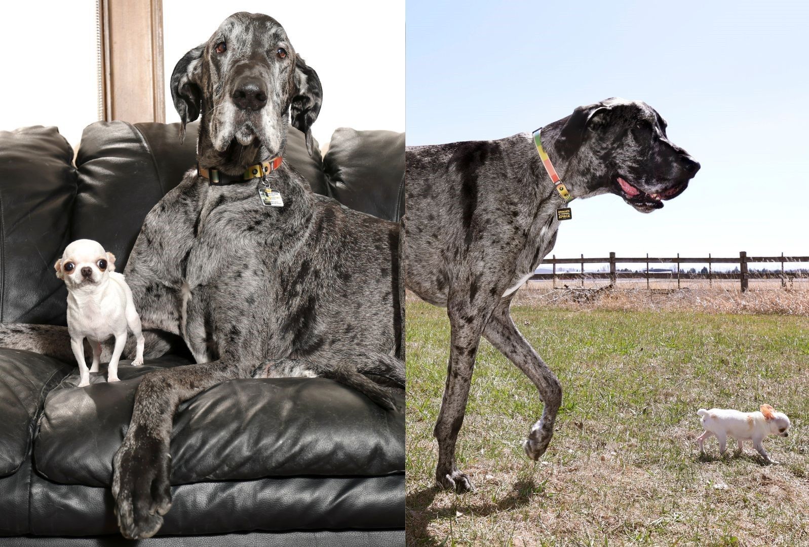 Tallest male dog meets shortest living dog for playdate