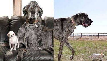 Tallest male dog meets shortest living dog for playdate