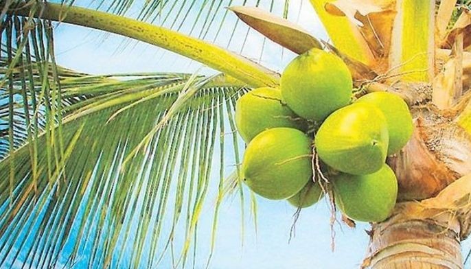 Coco export earnings surge 76 percent to $868 million