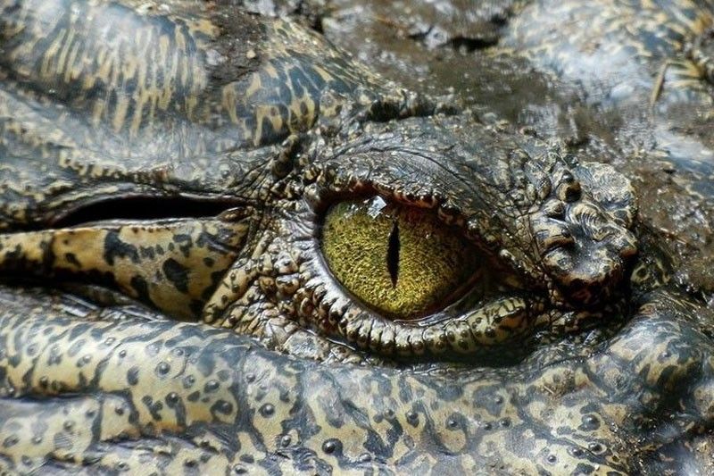 Zamboanga Sibugay croc facility shut down