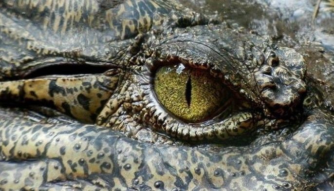 Zamboanga Sibugay croc facility shut down