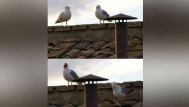 Rooftop VIP access: Seagulls take front seat at papal conclave awaiting for next pope