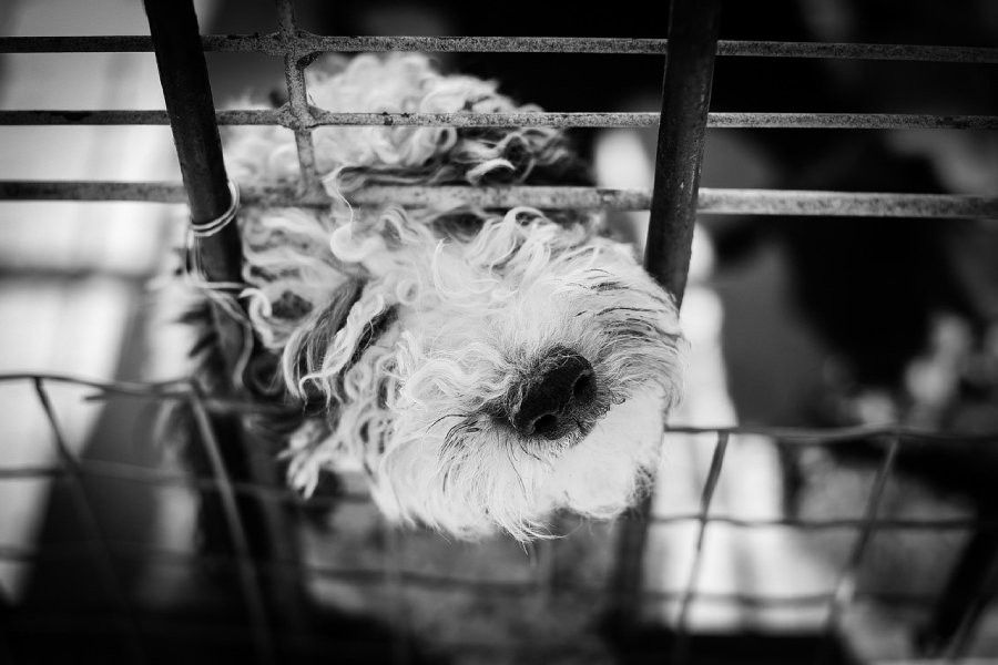 US teen forced to live in dog cage — prosecutor