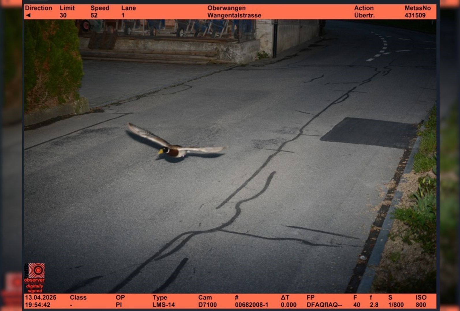 Swiss speed camera captures duck flying at 52 km/hr