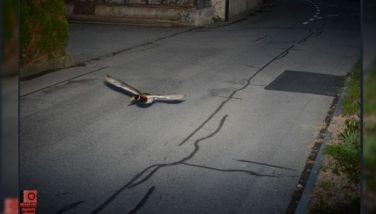 Swiss speed camera captures duck flying at 52 km/hr