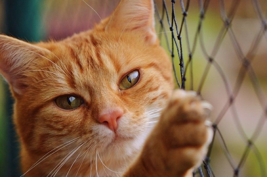 Cat on train tracks? 20 minutes to retrieve it, France says