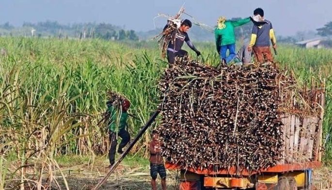 SRA confirms first case of sugarcane infestation in Negros Occidental