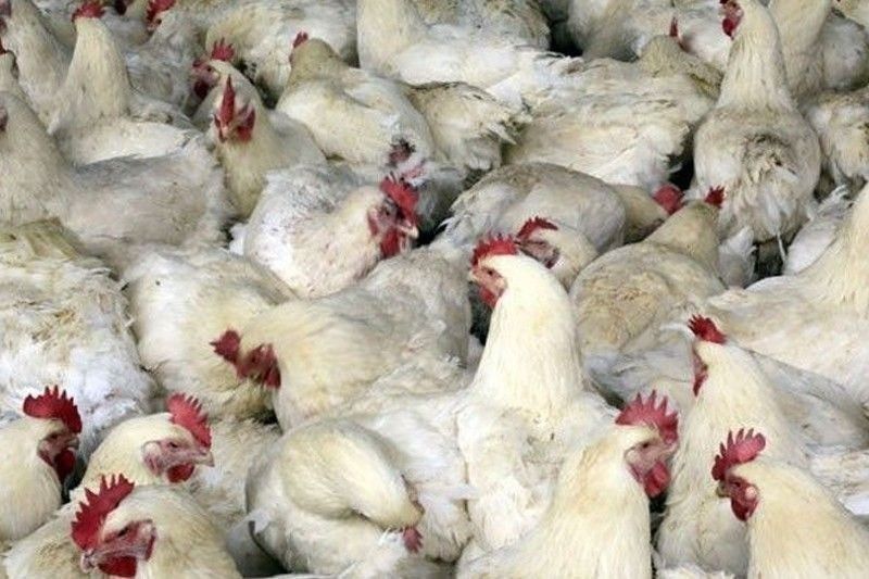 Argentina keen on exporting poultry, pork to Philippines