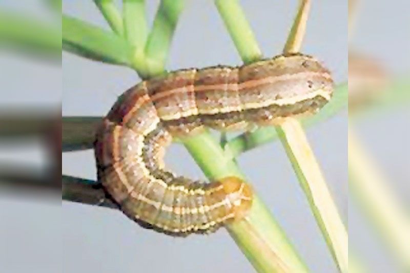Natural fungi to combat fall armyworms discovered