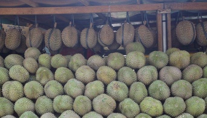 Philippines durian gains entry into Egypt