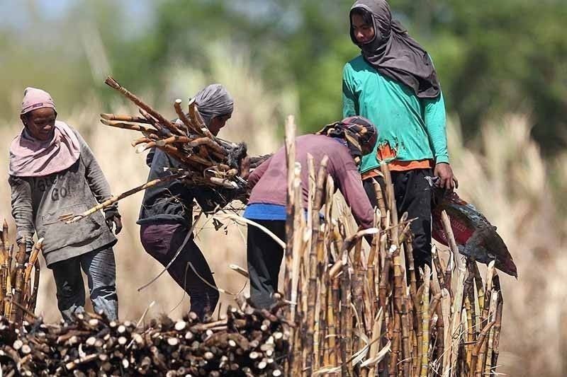 SRA seeks emergency powers to stop pest infestation