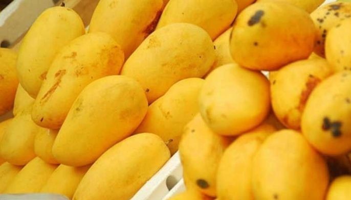 DA: Philippines mangoes debut in Italy