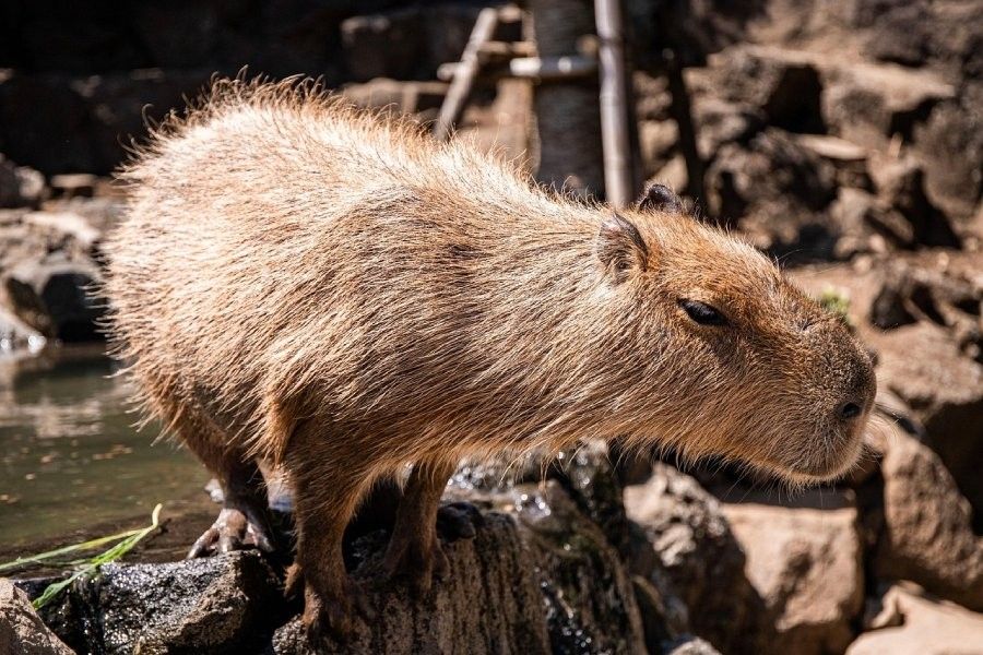 Fugitive capybara caught by China zoo after 2 months on run