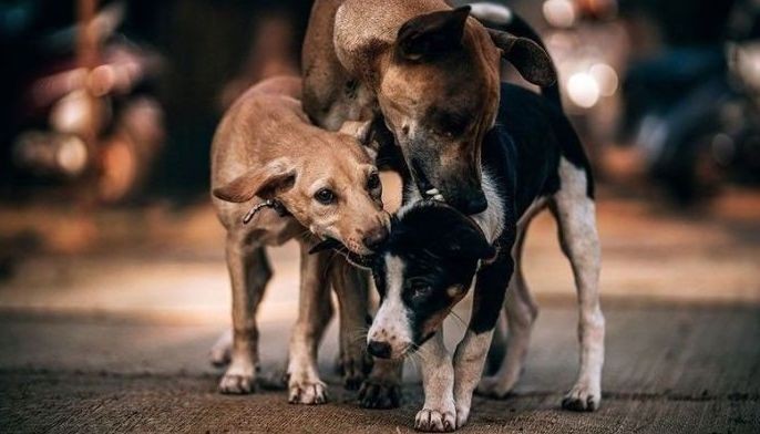 Pet dogs bite more, not stray dogs