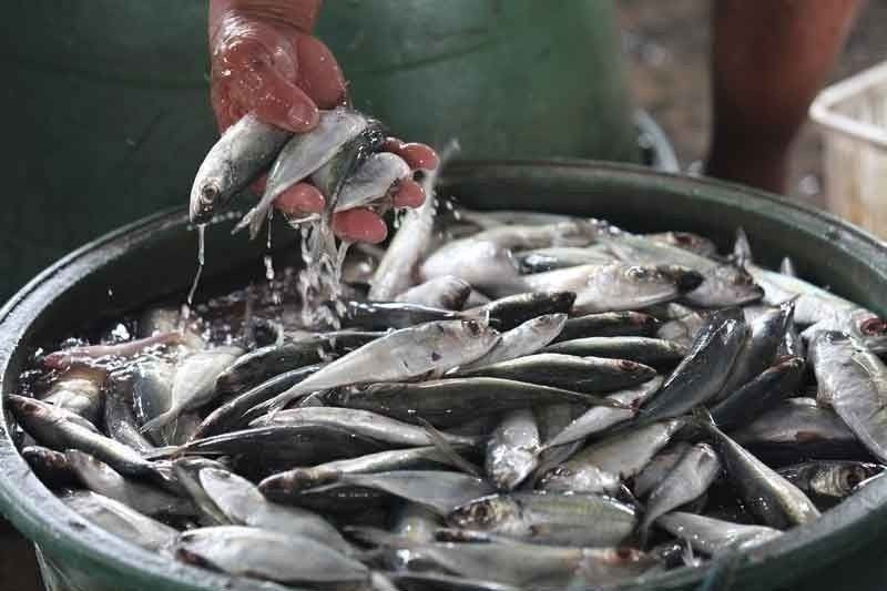 DA reviews accreditation of fish importers, orders moratorium on new applications