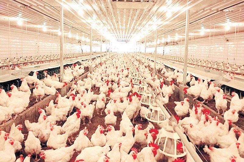 PSA revises conversion rates for livestock, poultry products
