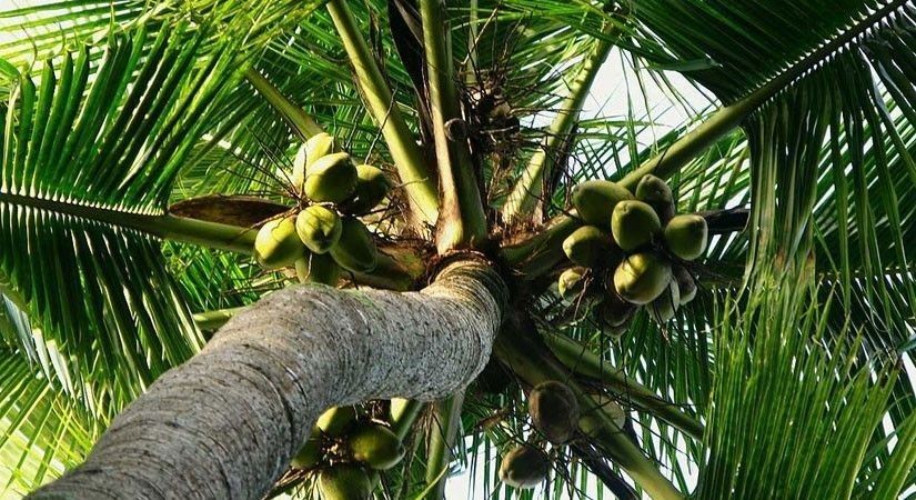Marcos wants 50 million coconut trees planted next year