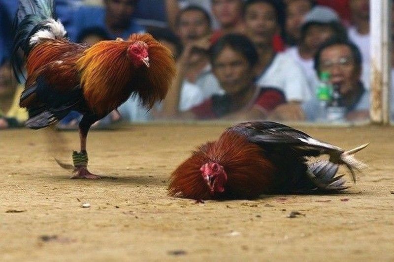 ‘Missing sabungero stole cockfight videos’