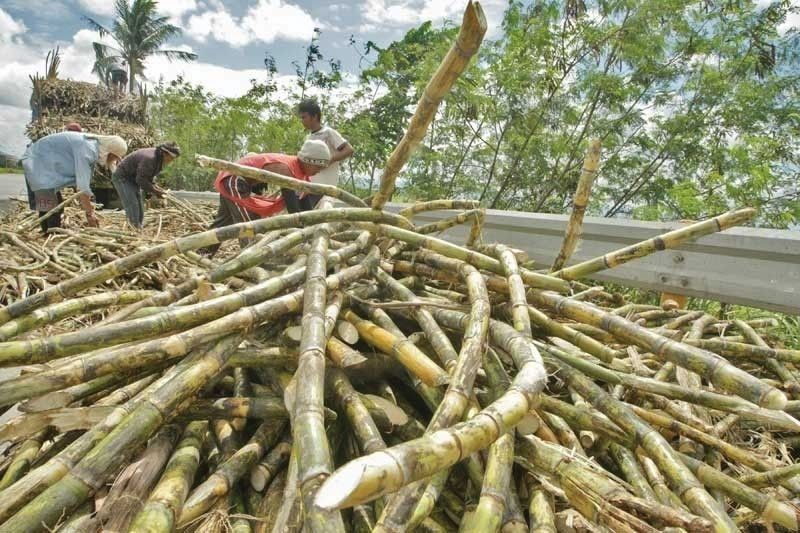 Sugarcane pest infestation affects 1,505 hectares