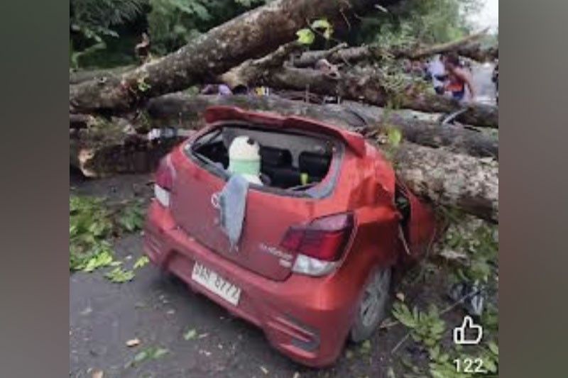 Kotse nadaganan ng puno: Pamilya himalang nabuhay