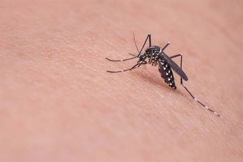 Dengue cases in Central Visayas up by 5 percent