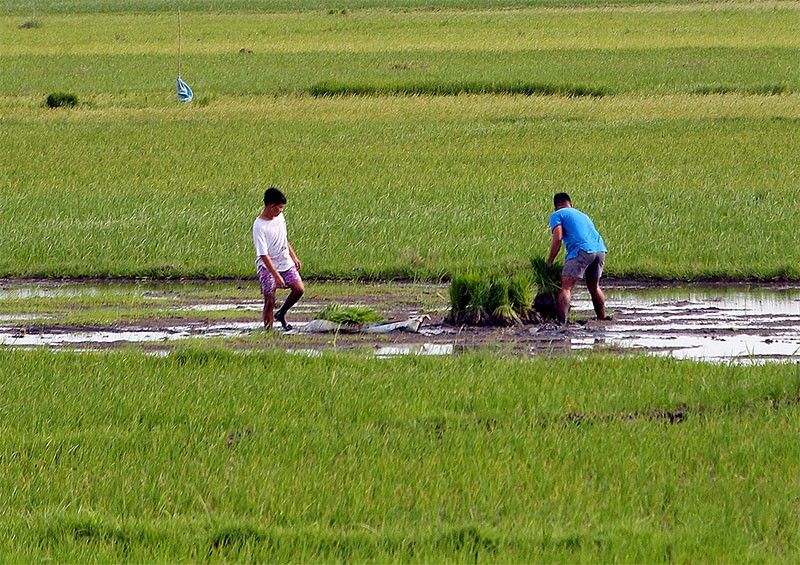 Agriculture group pushes for tariff earmarking, MAV abolition