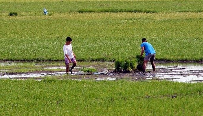 Agriculture group pushes for tariff earmarking, MAV abolition