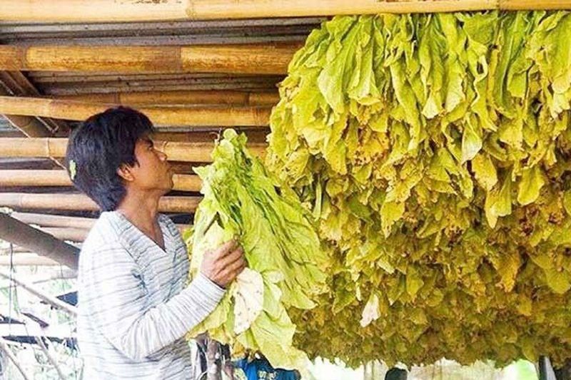 Tobacco provinces get P21 billion tax share