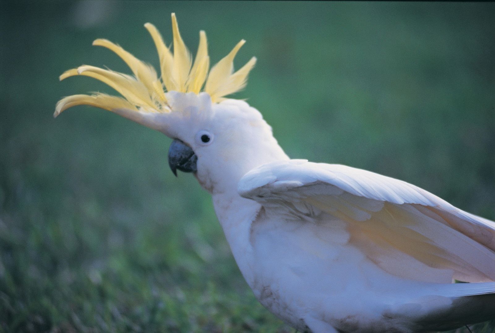 Cockatoos can bust a move: Australian research
