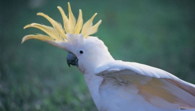 Cockatoos can bust a move: Australian research