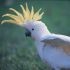 Cockatoos can bust a move: Australian research