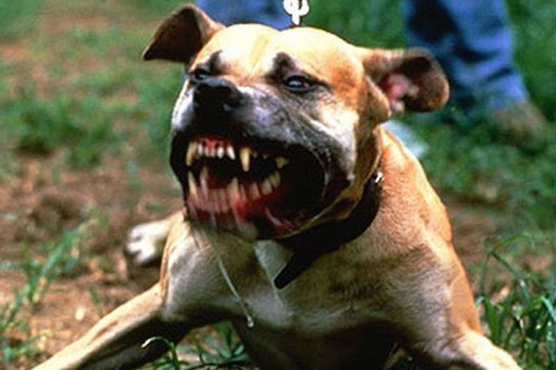 Province to get 10K rabies vaccines