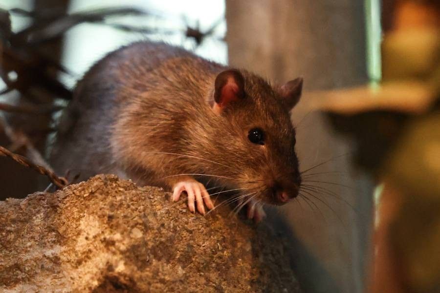 New York declares total war on prolific rat population