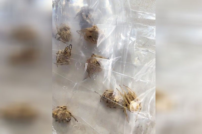 1,902 wild spiders seized in General Santos
