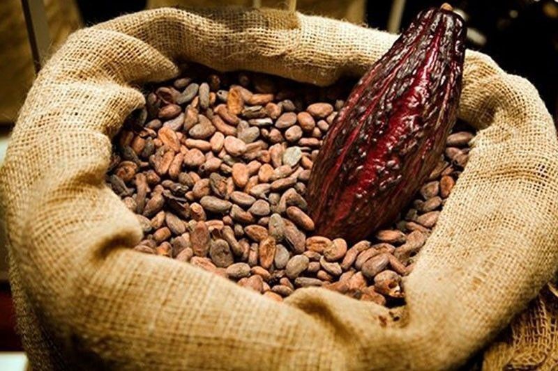 Bicol-grown cacao eyed as global brand