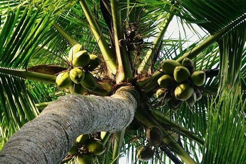 San Pablo aims to break record for coconut planting