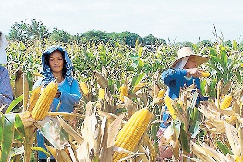 Rice inventories up, corn stocks down in August
