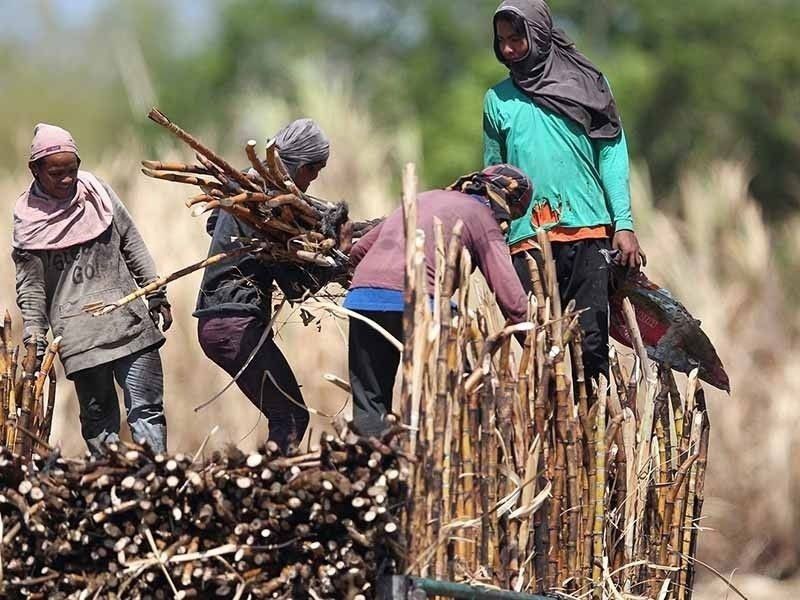 More sugarcane farms hit by RSSI infestation