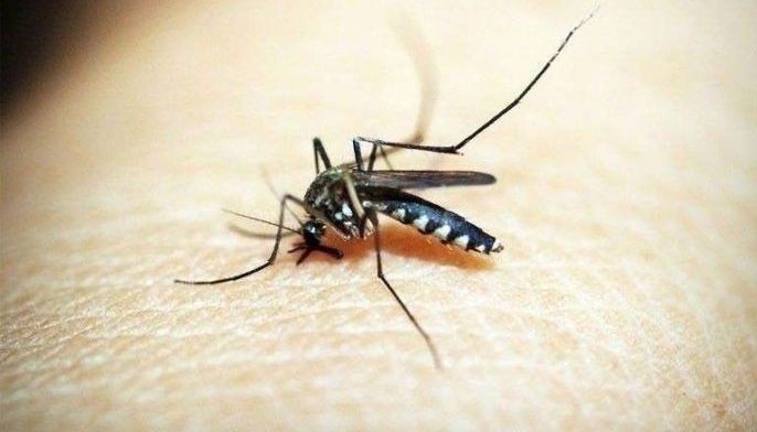 Dengue cases decline in Negros Occidental