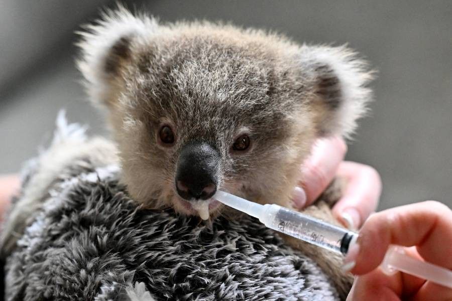 Australia halts logging for koala haven on eastern coast