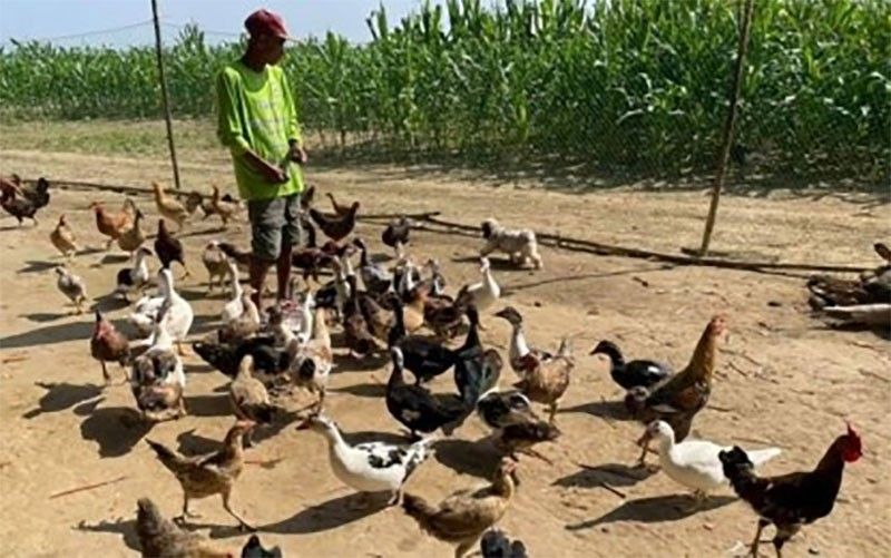 Camarines Sur declared bird flu-free