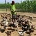 Camarines Sur declared bird flu-free