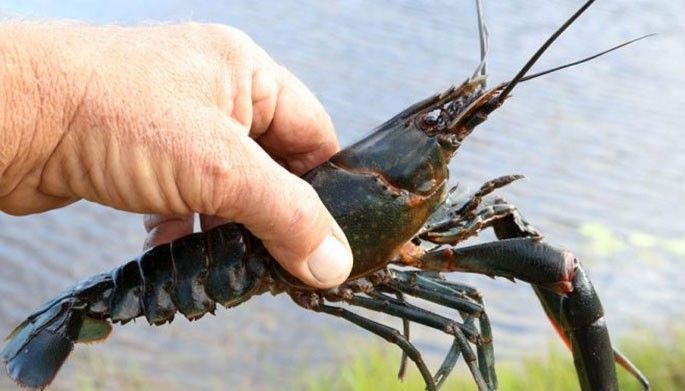 DA crafts guidelines for crayfish farming