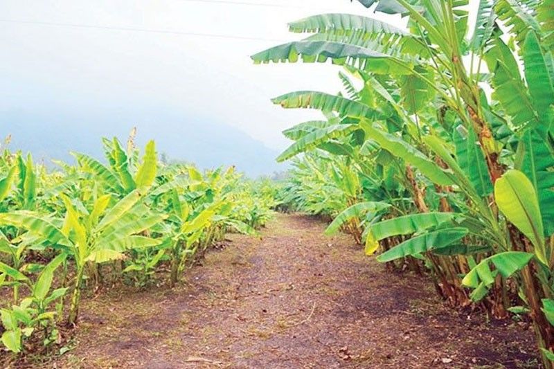 Philippine eyeing abaca for overseas banknote production