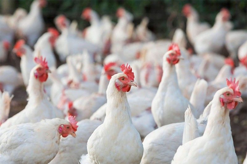 Bataan declared bird flu-free
