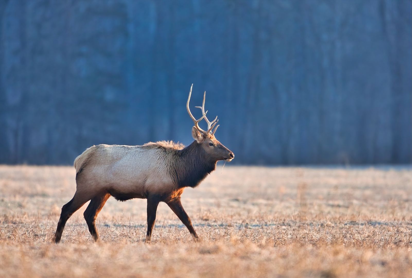 Loose moose told to Czech out of Austria