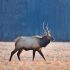 Loose moose told to Czech out of Austria