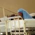 Rise in flu-like cases reported